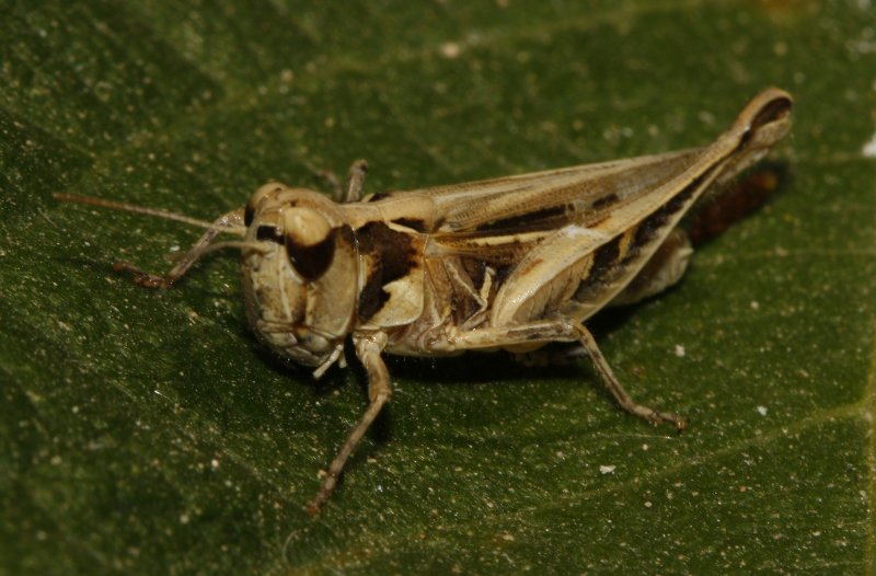 Saltamontes_3895.jpg