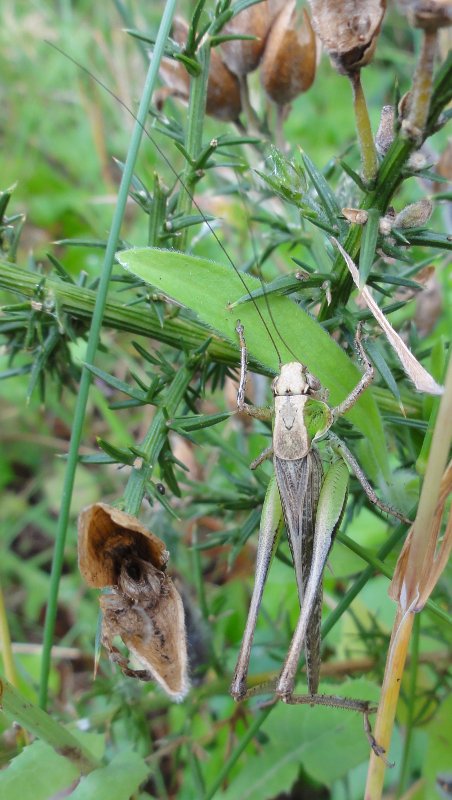 saltamontes_4017.jpg
