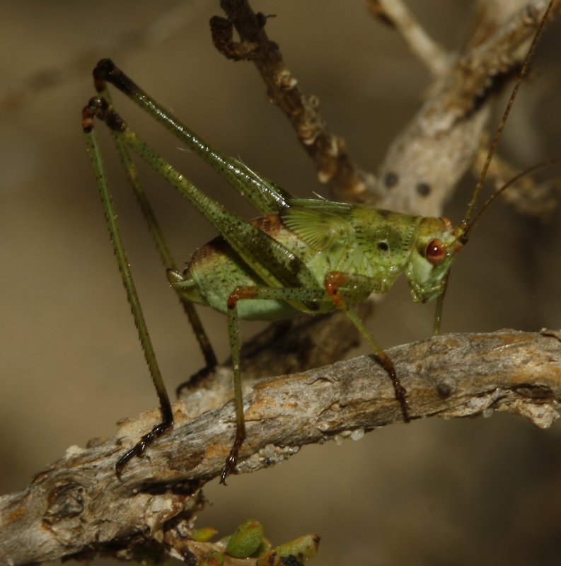 Saltamontes_4748.jpg