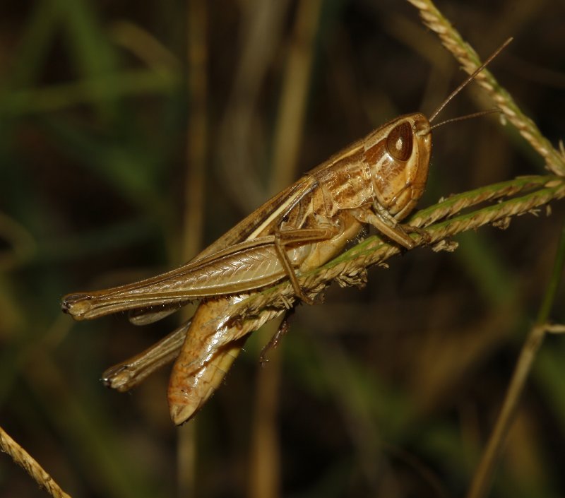 Saltamontes_4833.jpg