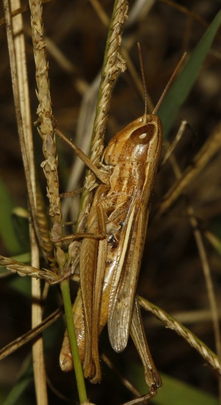 Saltamontes_4834.jpg
