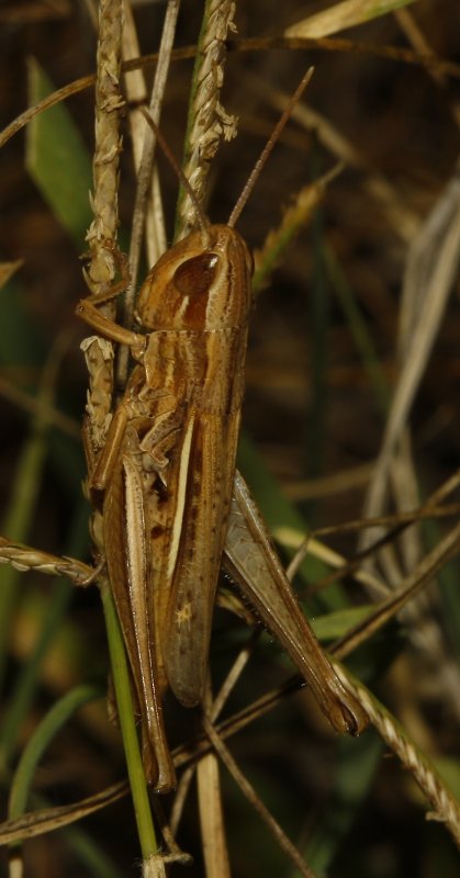 Saltamontes_4835.jpg