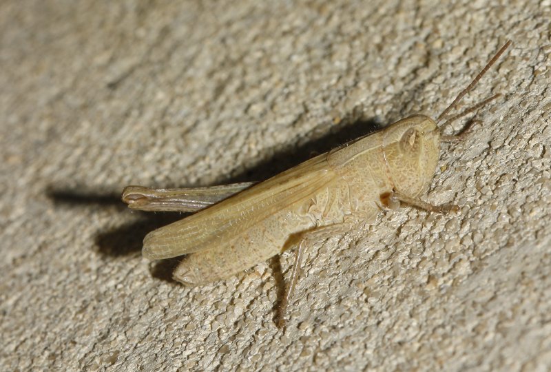 Saltamontes_5101.jpg