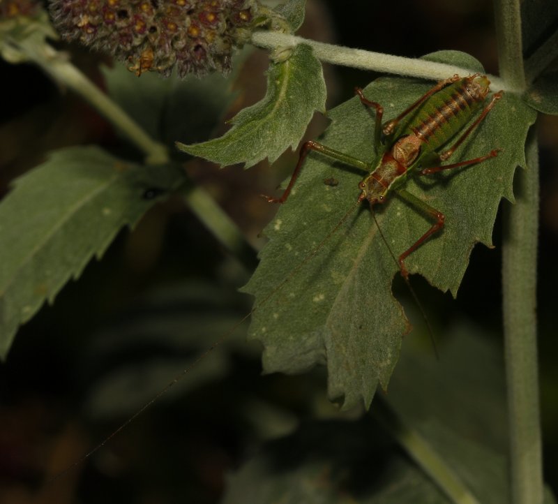 Saltamontes_5122.jpg