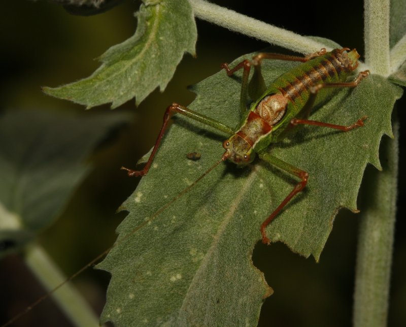 Saltamontes_5123.jpg