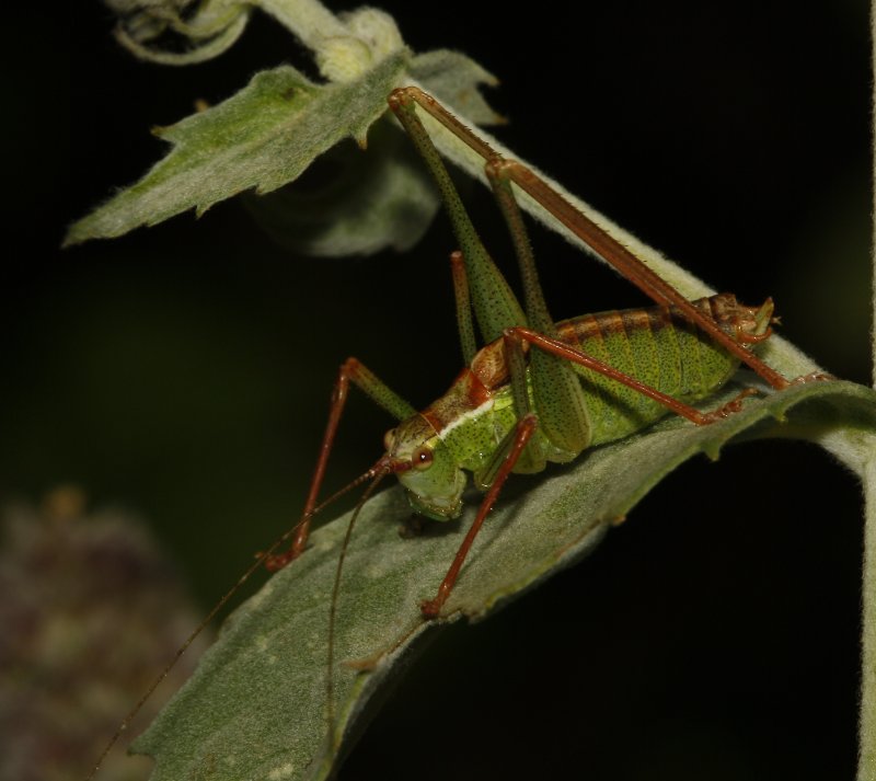 Saltamontes_5124.jpg