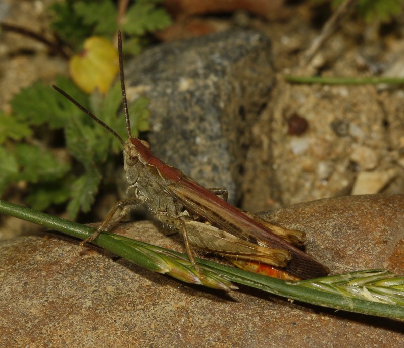 Saltamontes_5130.jpg
