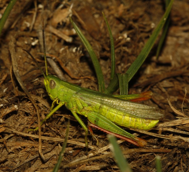 Saltamontes_5156.jpg