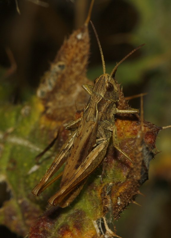 Saltamontes_5165.jpg