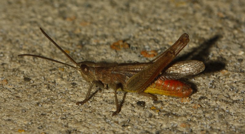 Saltamontes_5177.jpg