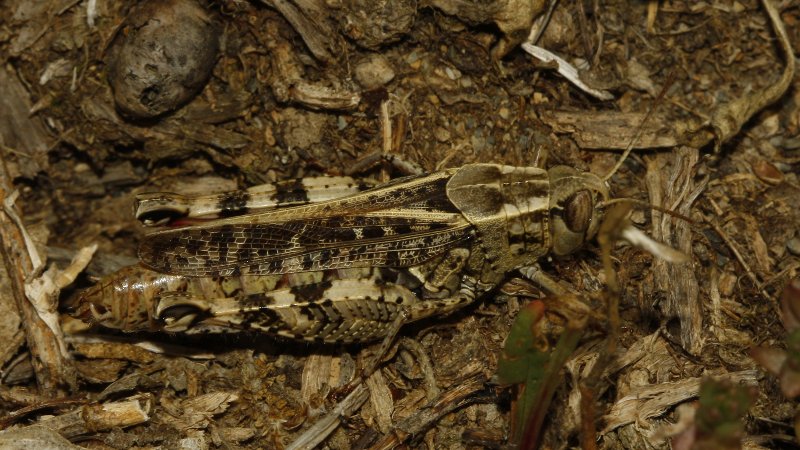 Saltamontes_5191.jpg