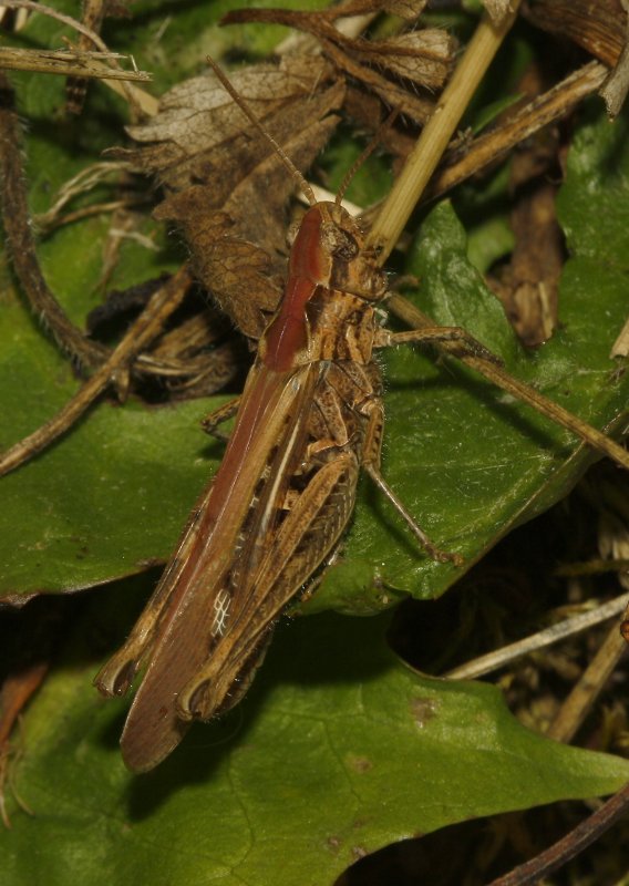 Saltamontes_5229.jpg