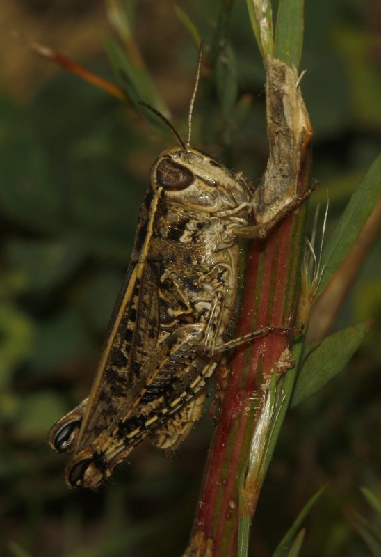 saltamontes_5601.jpg