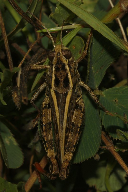 saltamontes_5602.jpg