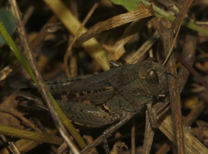 saltamontes_5618.jpg