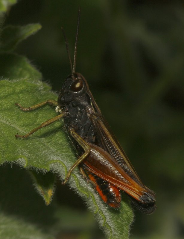saltamontes_5627.jpg