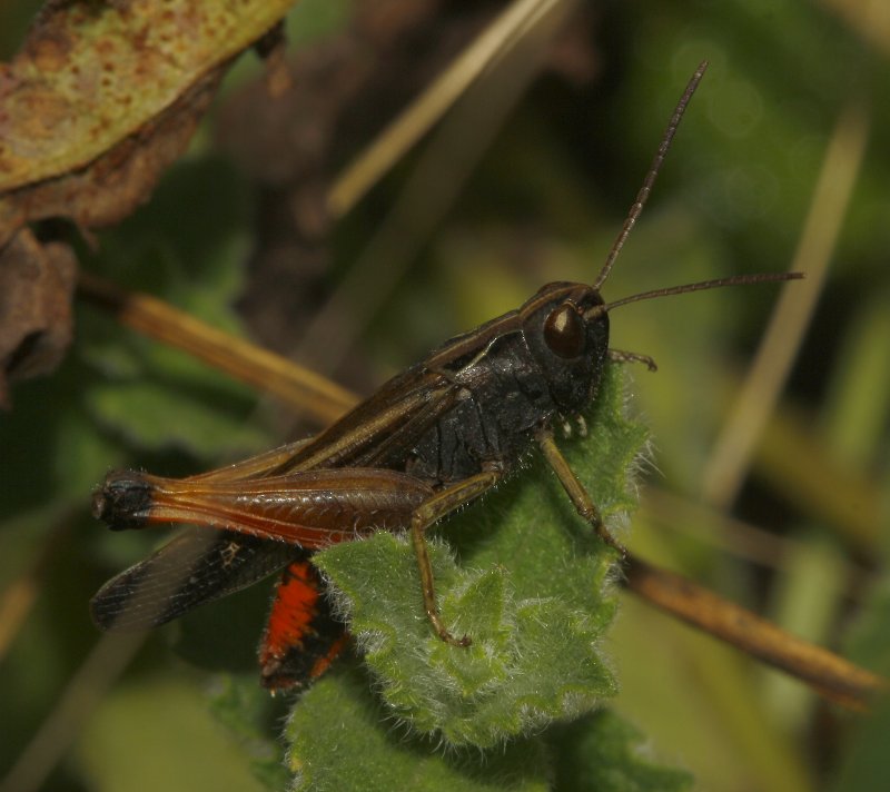 saltamontes_5629.jpg