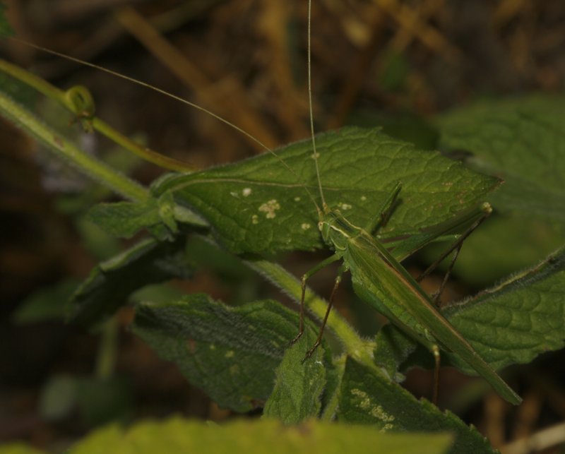 saltamontes_5630.jpg