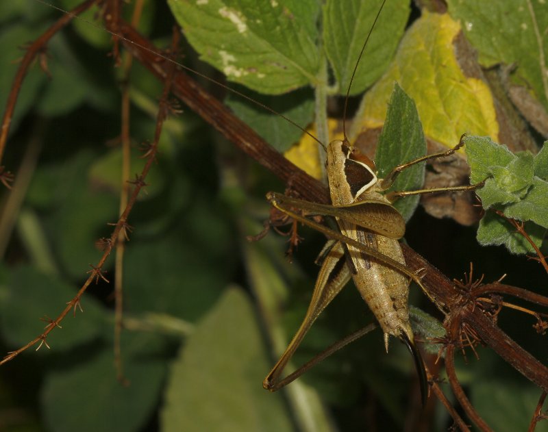 saltamontes_5631.jpg