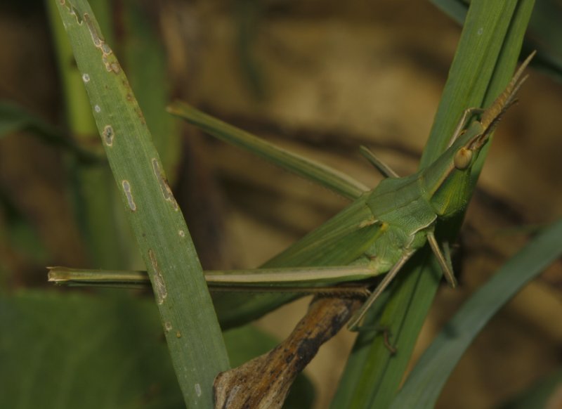 saltamontes_5648.jpg