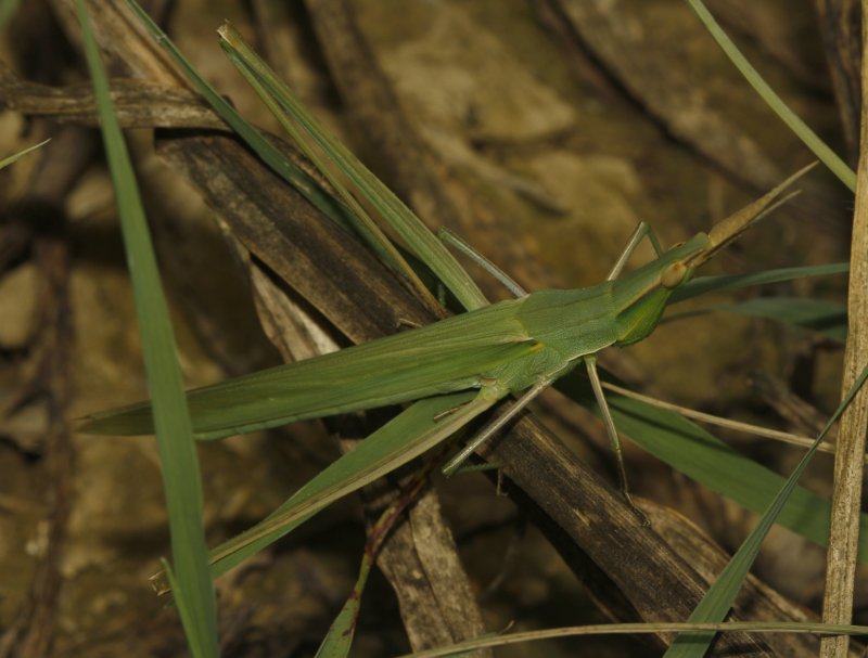 saltamontes_5650.jpg