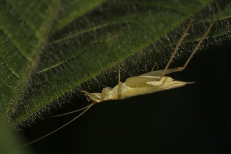 saltamontes_5652.jpg