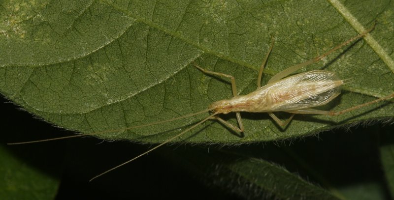 saltamontes_5655.jpg