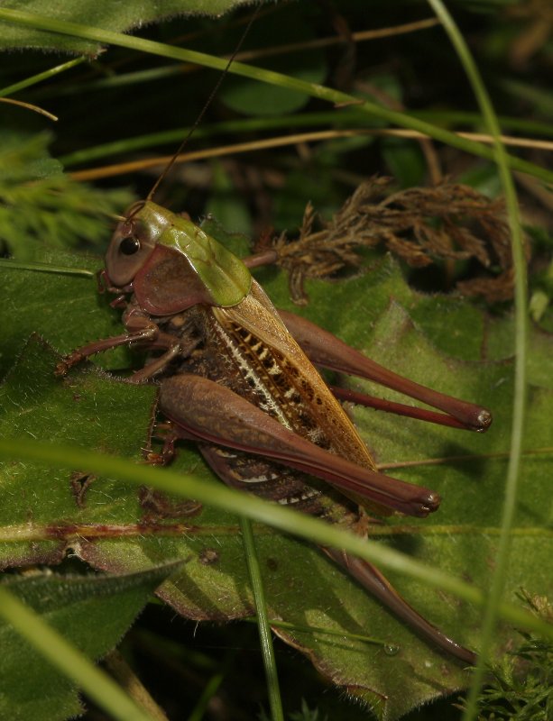 saltamontes_5799.jpg