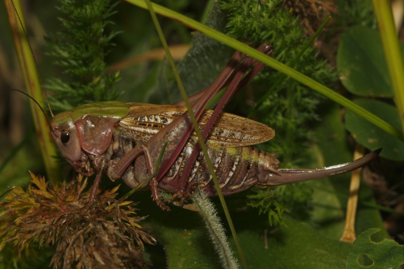 saltamontes_5801.jpg