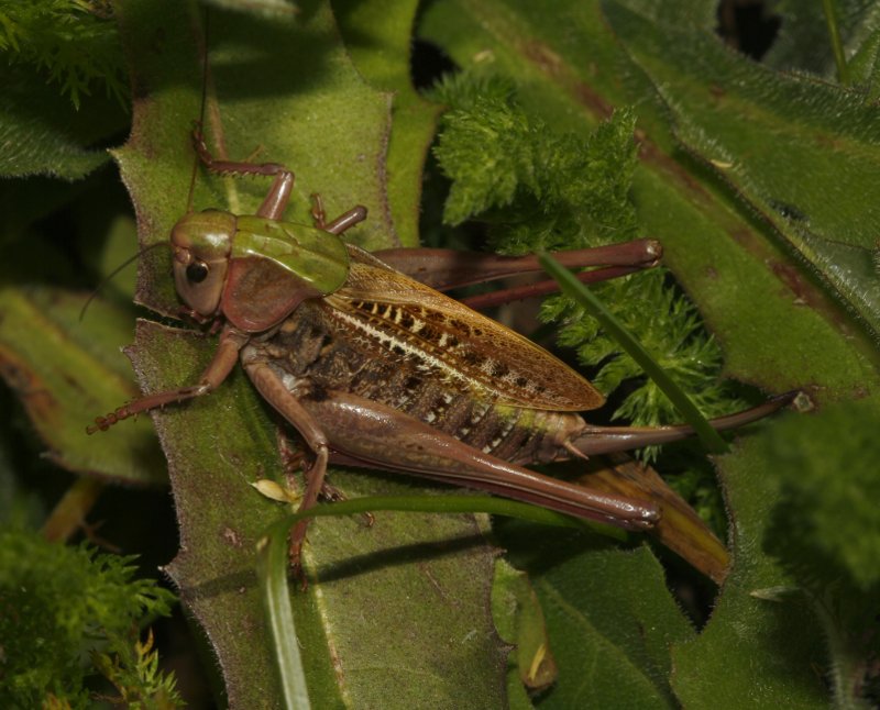 saltamontes_5803.jpg