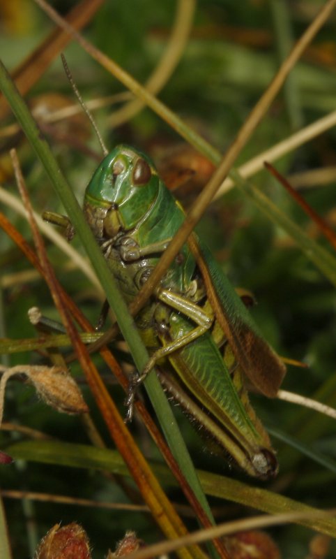 saltamontes_5809.jpg