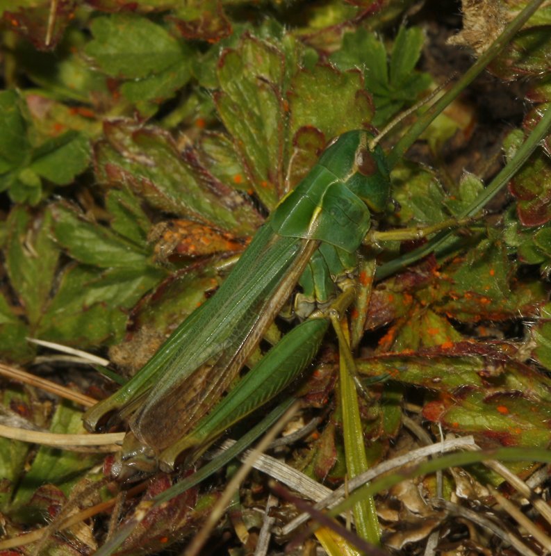 saltamontes_5816.jpg