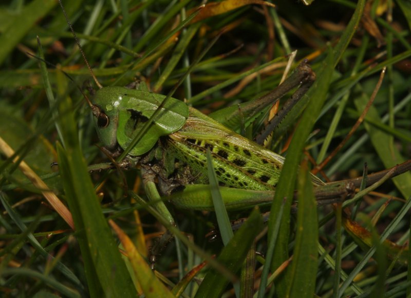 saltamontes_5822.jpg