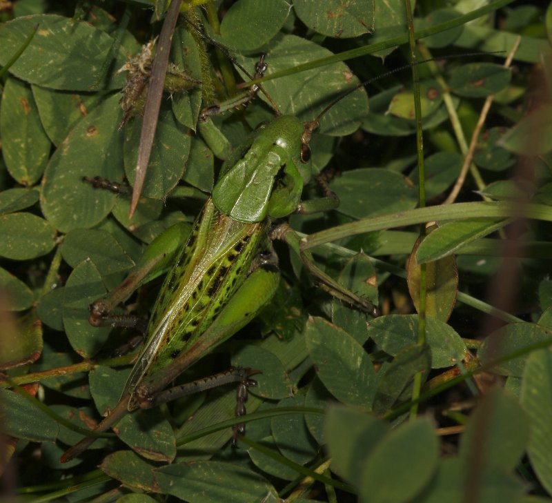 saltamontes_5823.jpg