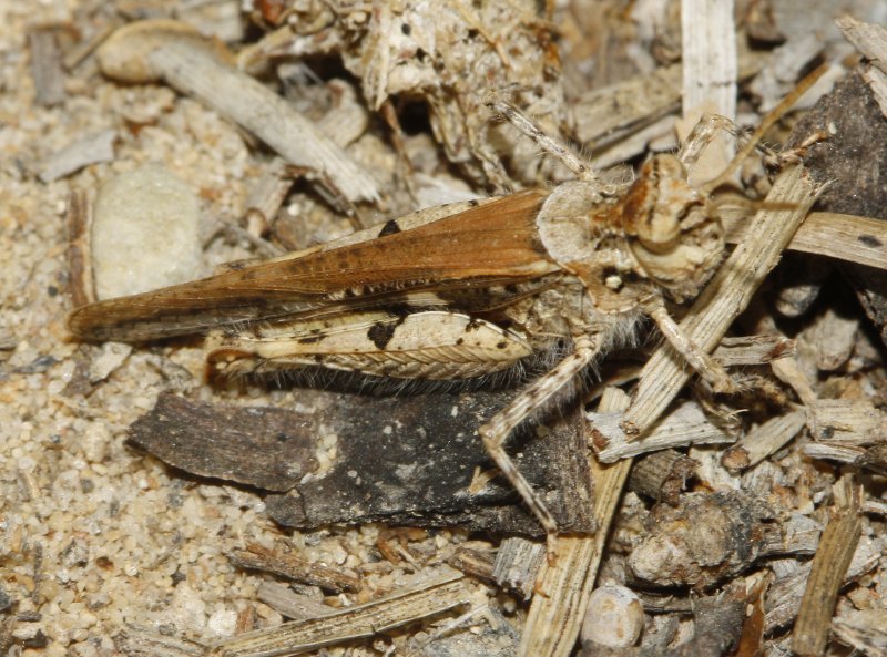 saltamontes_6880.jpg