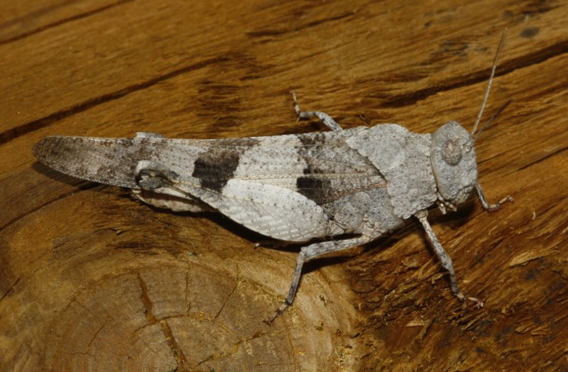 saltamontes_6884.jpg