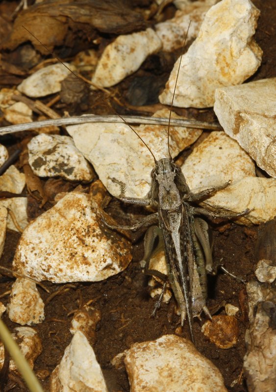 saltamontes_7568.jpg
