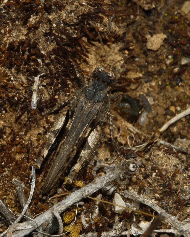 saltamontes_8012.jpg