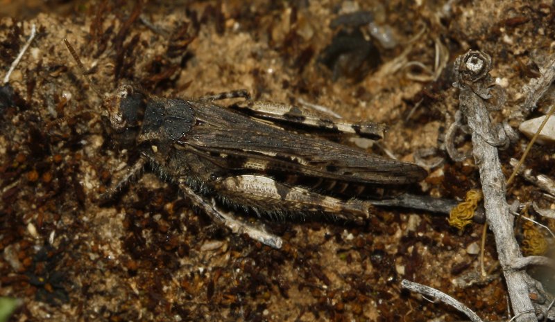 saltamontes_8013.jpg
