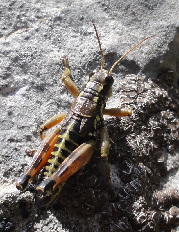 saltamontes_DSC01627.jpg