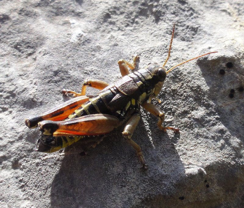 saltamontes_DSC01628.jpg