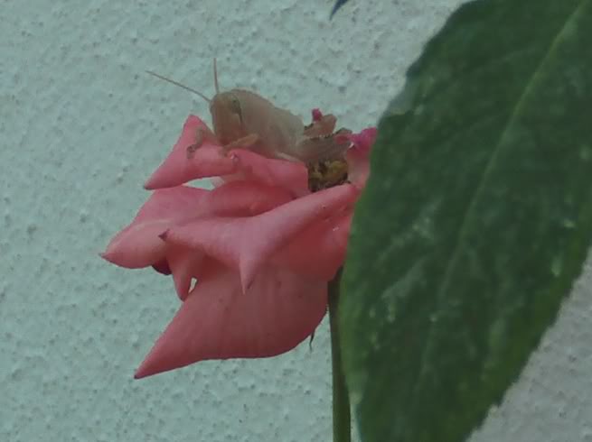 saltamontesenrosa.jpg