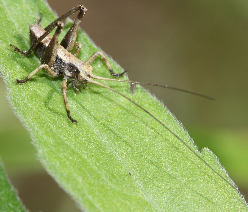 saltamontesmaba.jpg