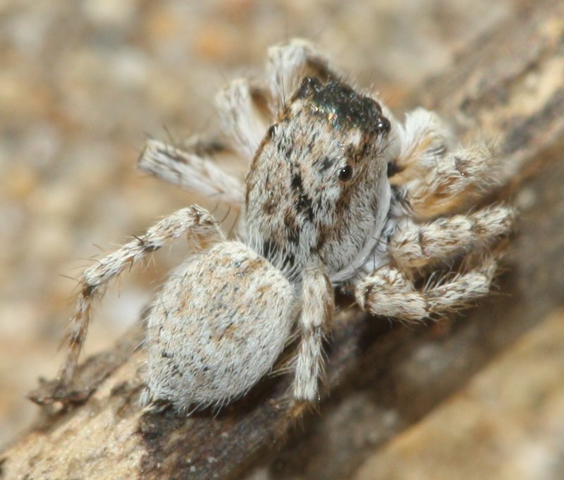 salticidae.jpg
