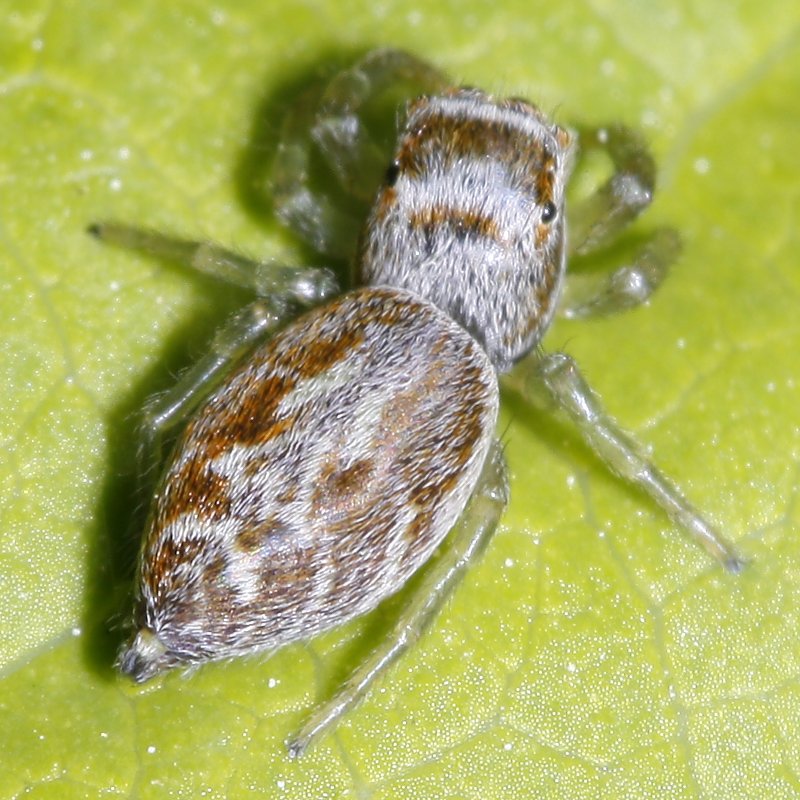 salticidae_2346.jpg
