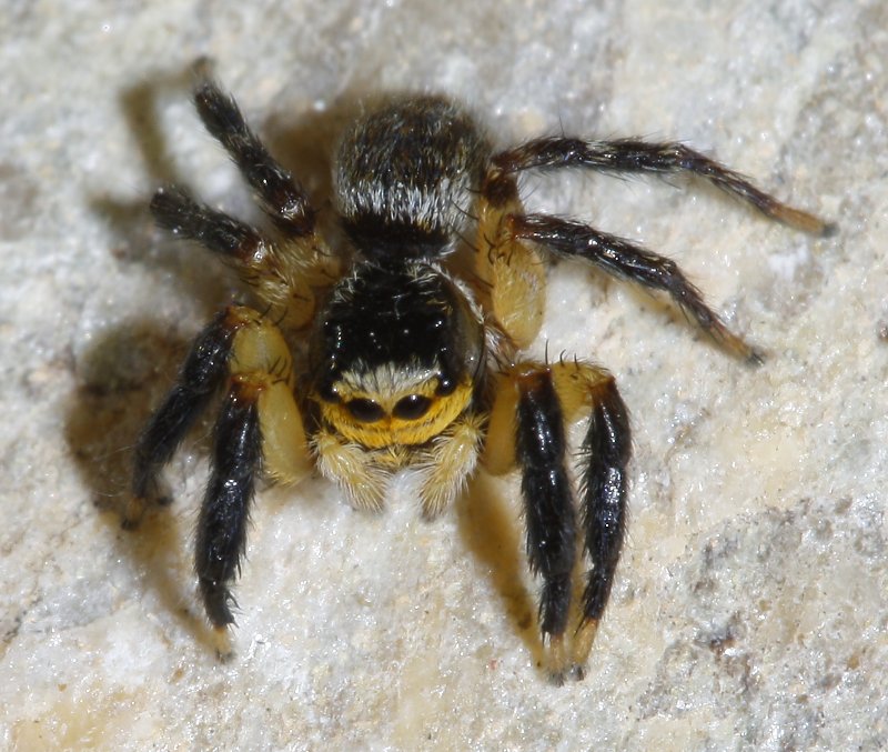 salticidae_2548.jpg