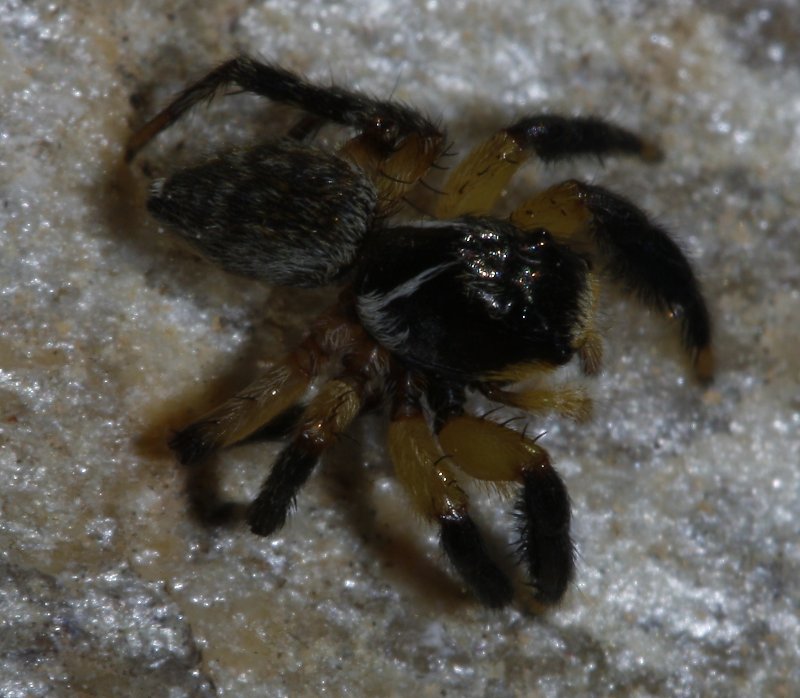 salticidae_2549.jpg