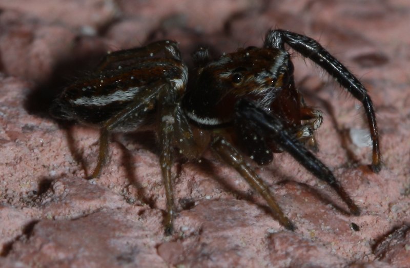 Salticidae_2692.jpg