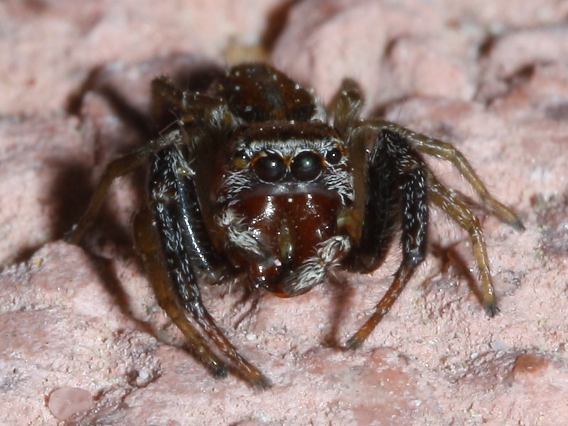 Salticidae_2693.jpg