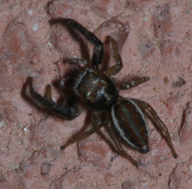 Salticidae_2696.jpg